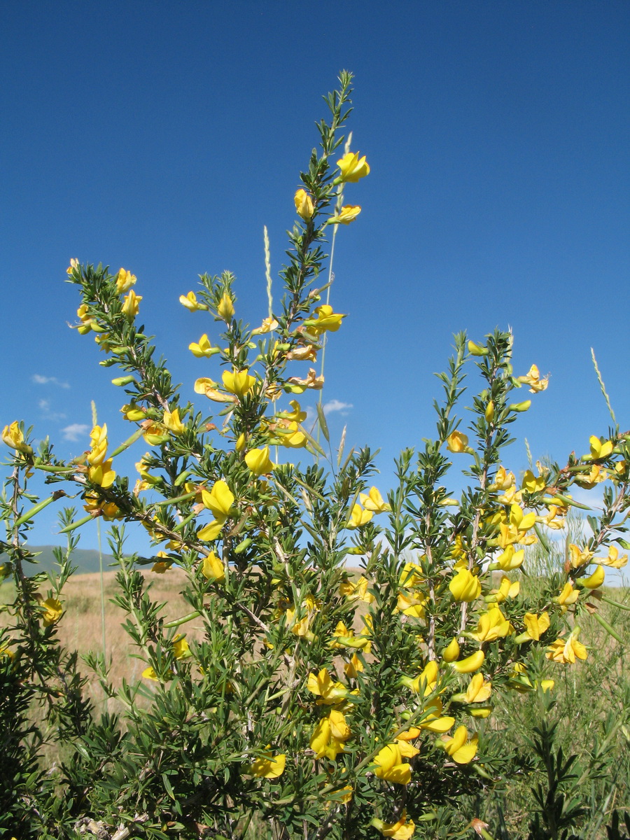 Изображение особи Caragana leucophloea.