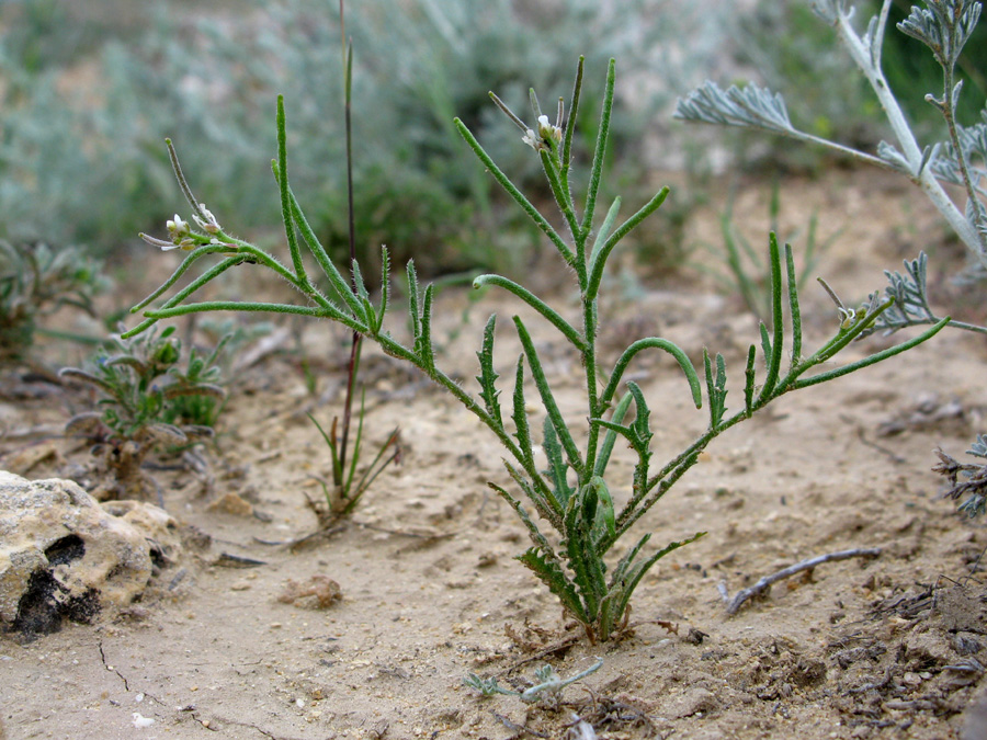 Изображение особи Neotorularia torulosa.