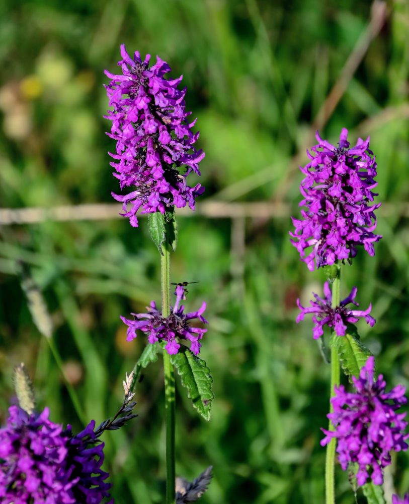 Изображение особи Betonica officinalis.