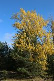 Populus tremula. Дерево с листвой в осенней окраске в сообществе с Pinus sylvestris. Ленинградская обл., г. Сосновый Бор, окр. Приморского парка, заросшая преимущественно сосновым лесом дюна. 12.10.2024.