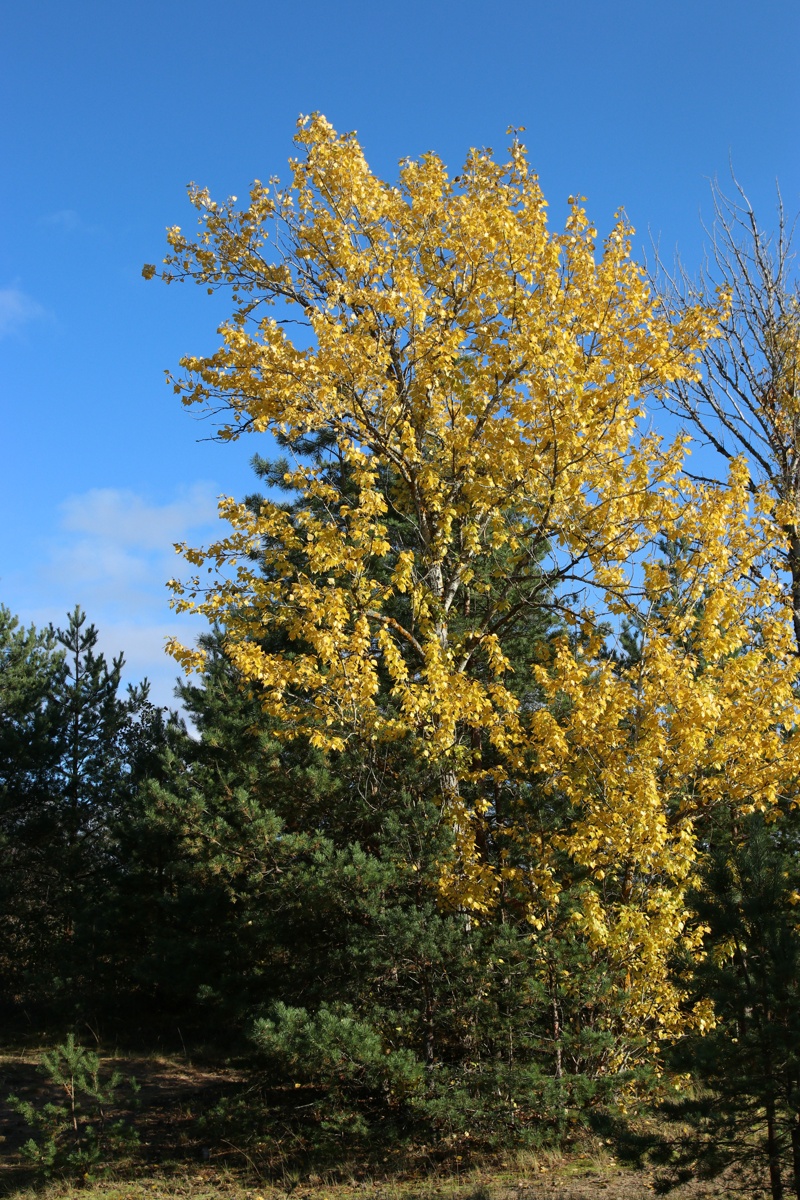 Изображение особи Populus tremula.