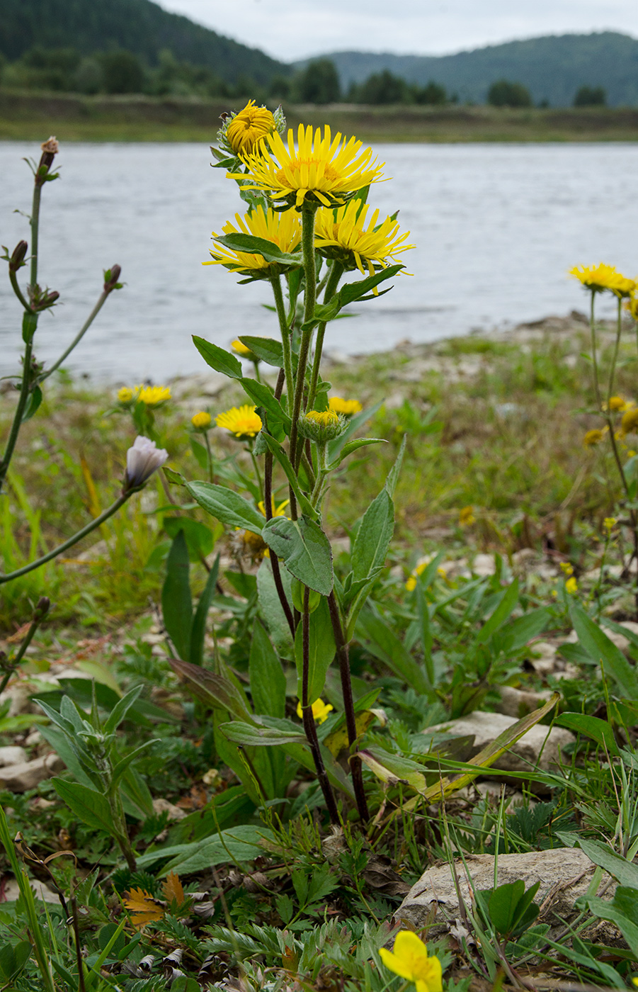 Изображение особи Inula britannica.