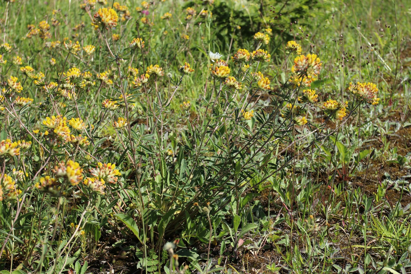 Изображение особи Anthyllis vulneraria.