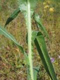 Cirsium canum