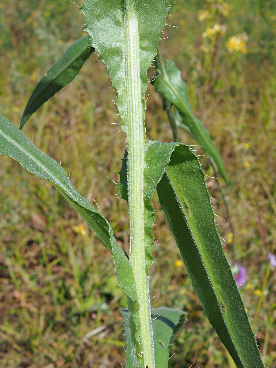 Image of Cirsium canum specimen.