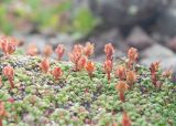 Diapensia obovata