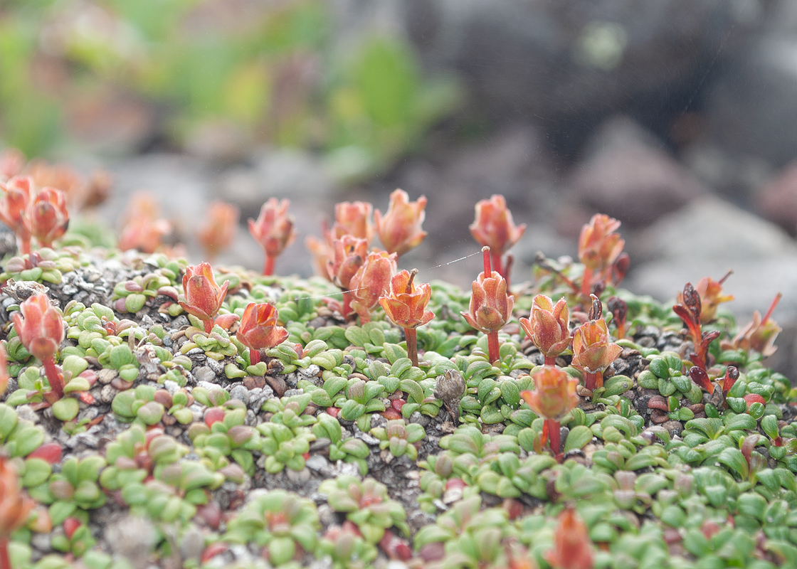 Изображение особи Diapensia obovata.