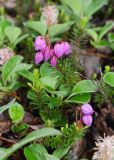 Phyllodoce caerulea. Верхушки побегов цветущего растения (в сообществе с Salix reptans). Камчатский край, Елизовский р-н, подножие вулкана Авачинская сопка, горная тундра. 11.08.2024.