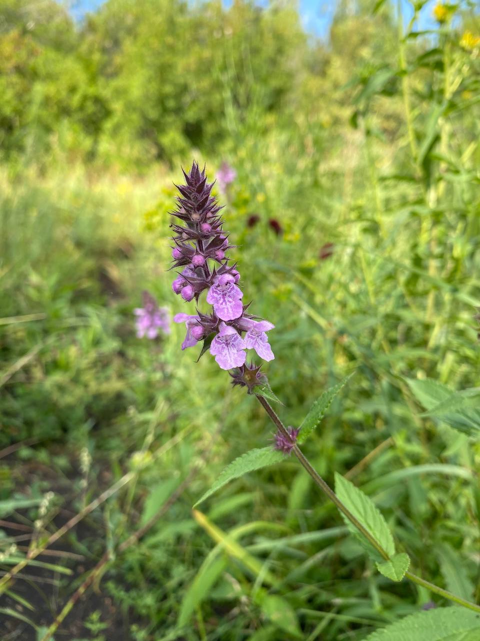 Image of Stachys palustris specimen.