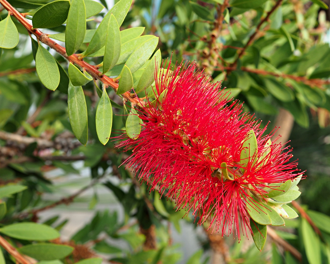 Изображение особи Callistemon phoeniceus.