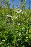 View full-size image Anemone sylvestris