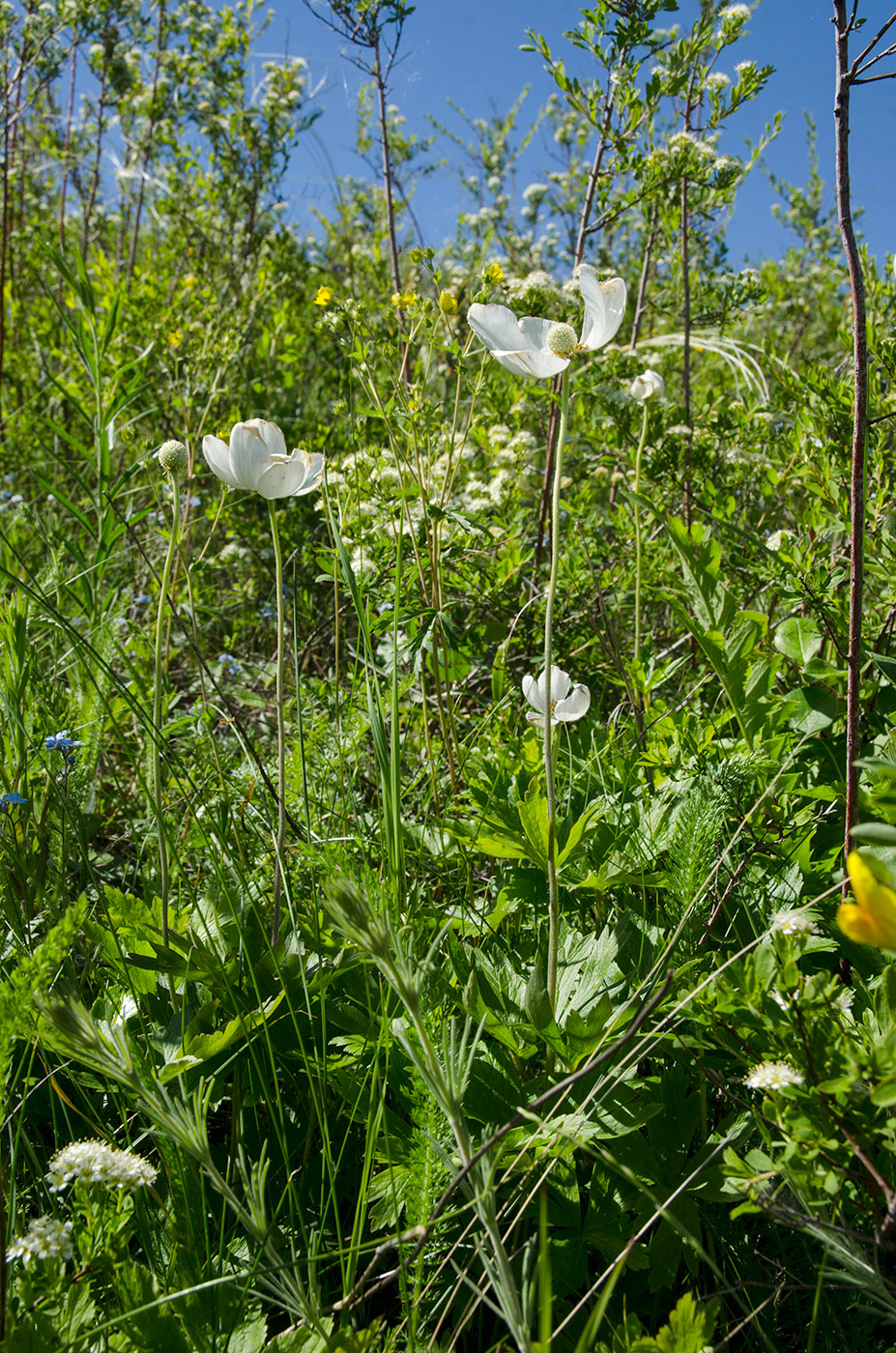 Image of Anemone sylvestris specimen.