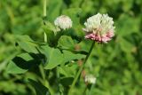 Trifolium hybridum. Соцветия и листья. Беларусь, г. Витебск, дол. р. Западная Двина выше устья р. Витьба, пойменный луг. 25.08.2024.