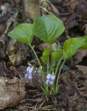 Смотреть изображение Viola mirabilis