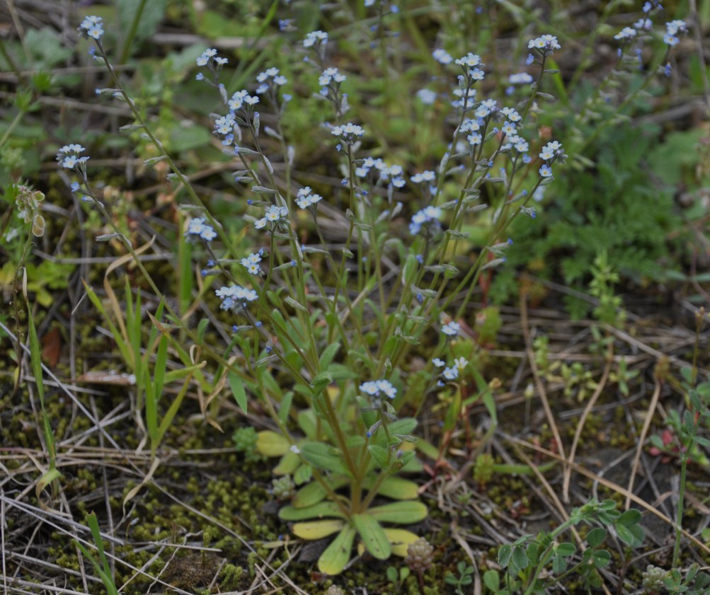 Image of Myosotis cadmea specimen.