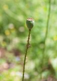 View full-size image Papaver rhoeas