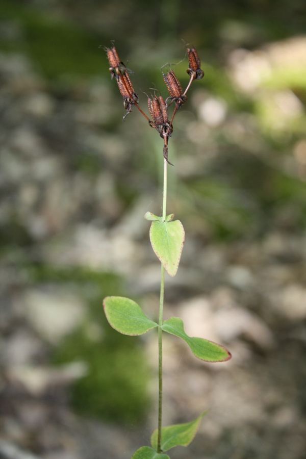 Image of Hypericum maleevii specimen.