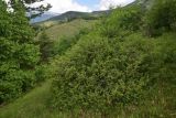 View full-size image genus Juniperus
