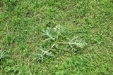View full-size image Eryngium campestre