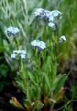 Myosotis popovii