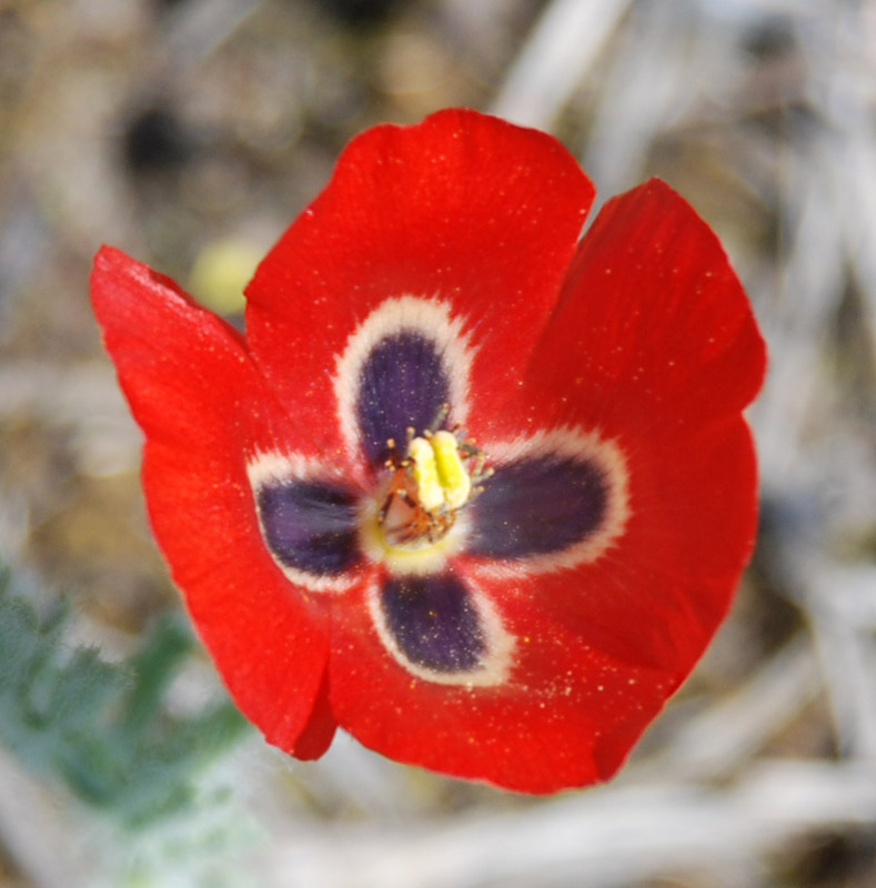 Image of Glaucium corniculatum specimen.