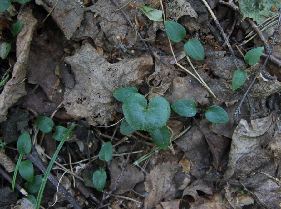 Image of Asarum europaeum specimen.