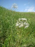 Allium decipiens