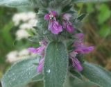 Stachys cretica