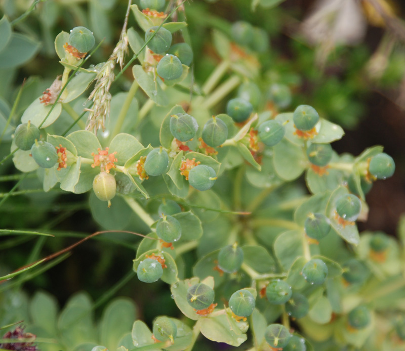 Image of Euphorbia myrsinites specimen.