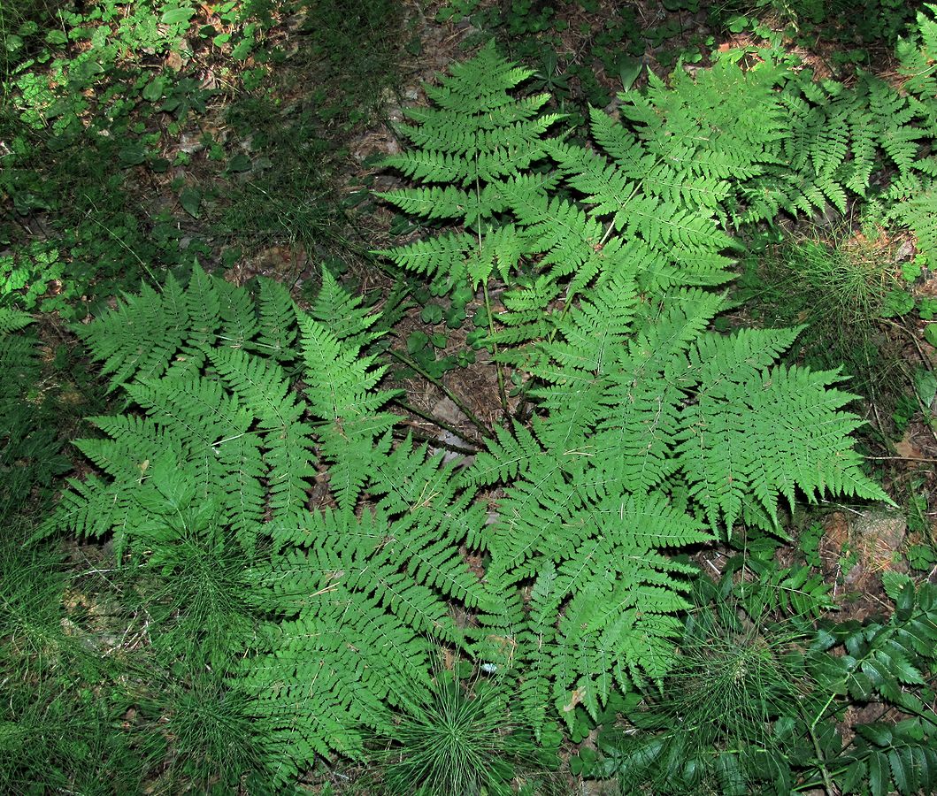 Image of Dryopteris expansa specimen.