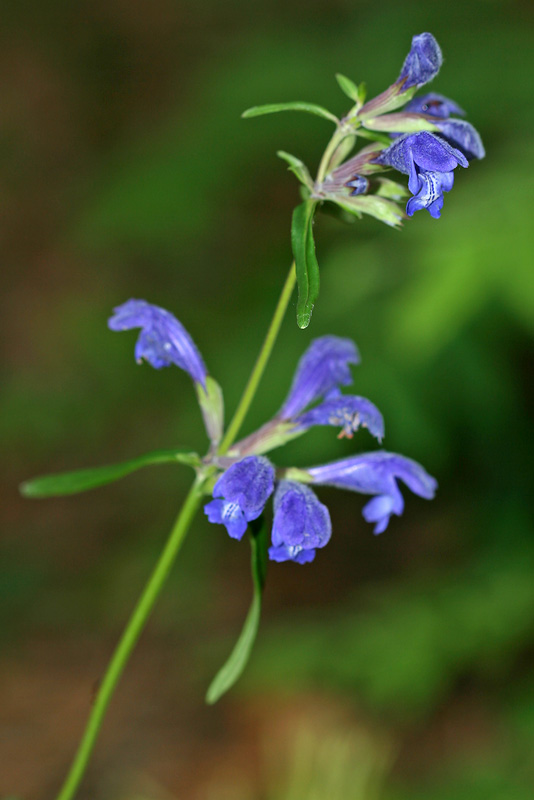 Image of Dracocephalum ruyschiana specimen.