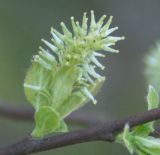 Salix aurita. Женское соцветие. Санкт-Петербург. 19.05.2007.