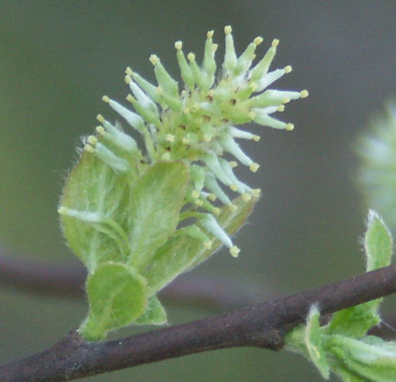 Image of Salix aurita specimen.