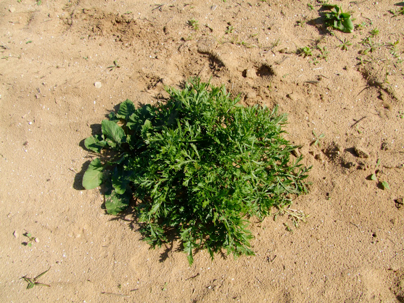 Image of Pseudorlaya pumila specimen.