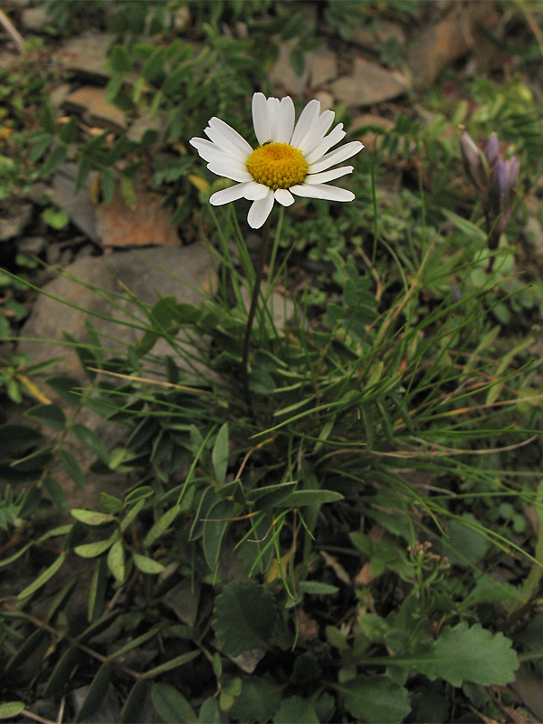 Image of Leucanthemum gaudinii specimen.