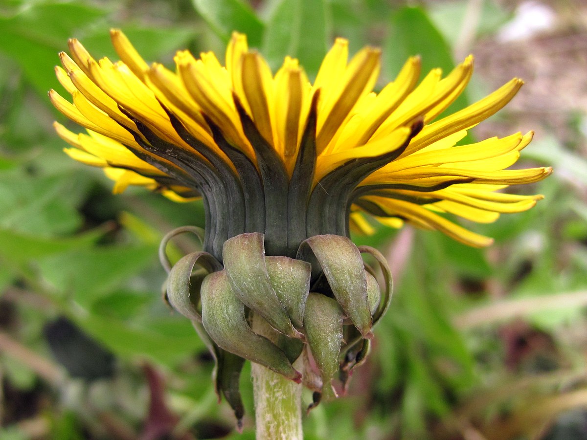 Изображение особи род Taraxacum.