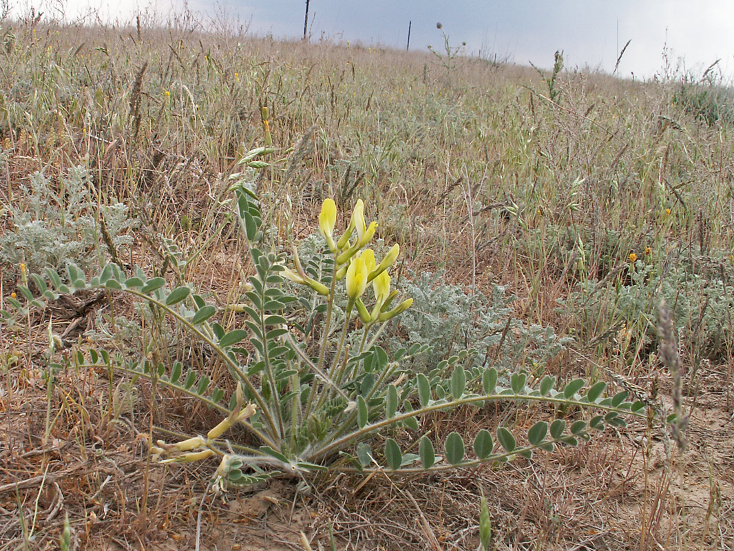 Image of Astragalus longipetalus specimen.