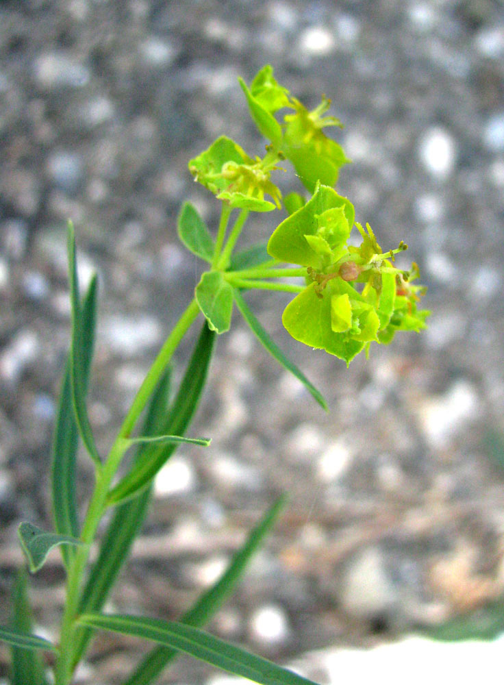 Изображение особи Euphorbia virgata.