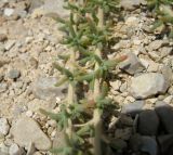 Salsola cyclophylla. Средняя часть веточки. Израиль, впадина Мёртвого моря, Эйн Бокек, вади нахаль Бокек в среднем течении. 29 04.2008.