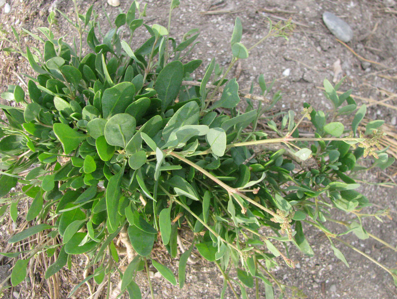 Image of Halimione verrucifera specimen.