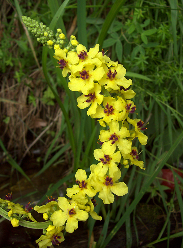 Изображение особи Verbascum nigrum.