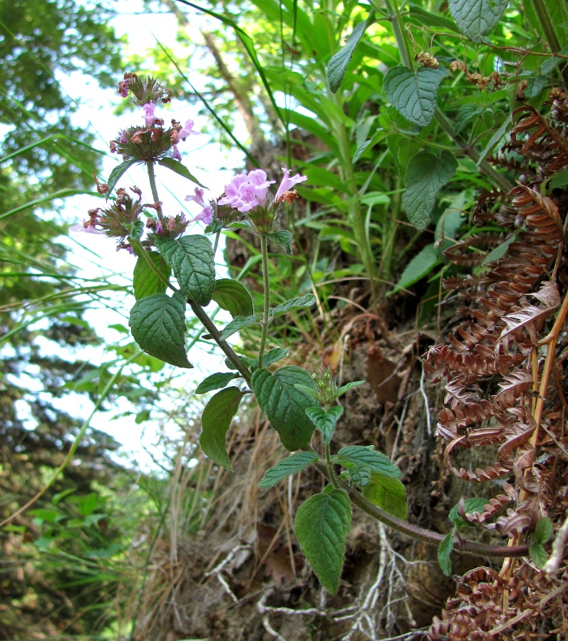 Image of Clinopodium caucasicum specimen.