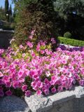 Petunia &times; hybrida