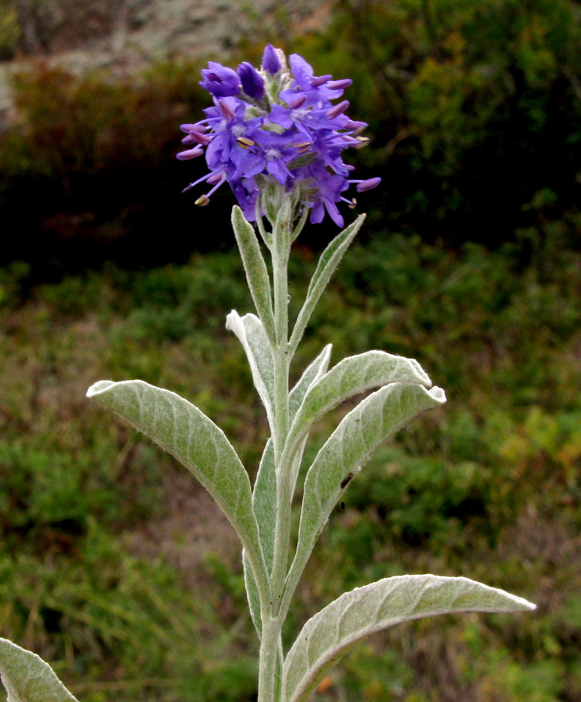 Image of Veronica incana specimen.