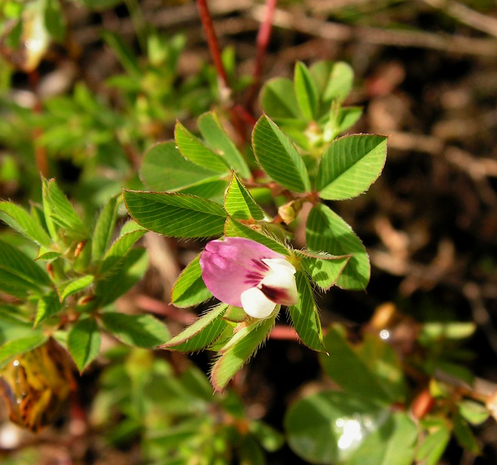 Image of Kummerowia stipulacea specimen.