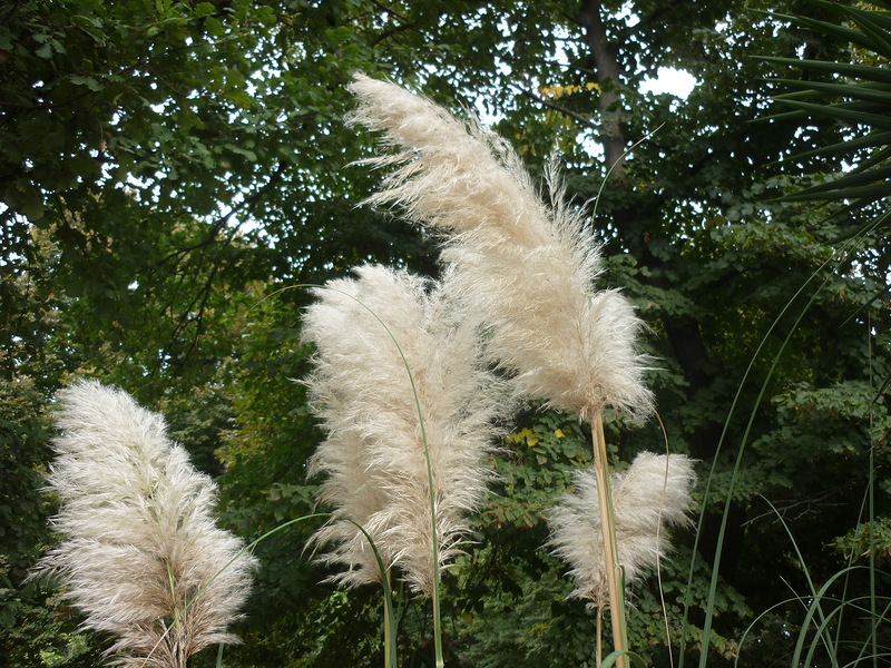 Изображение особи Cortaderia selloana.