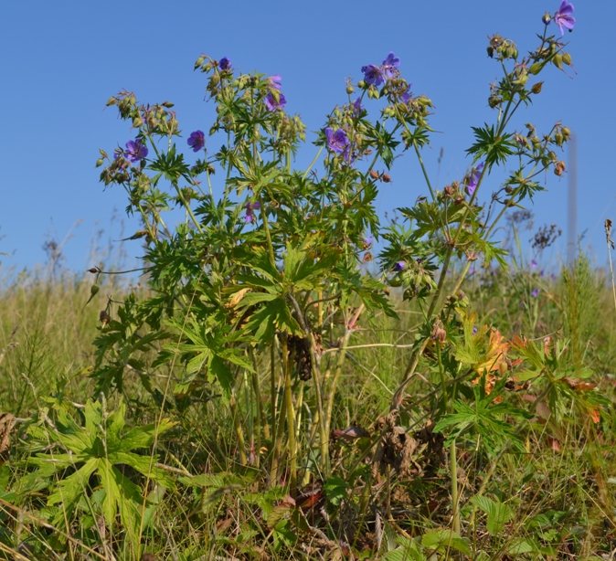 Изображение особи Geranium pratense.