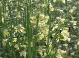 Brassica oleracea. Соцветия. Германия, г. Krefeld, ботанический сад. 16.09.2012.