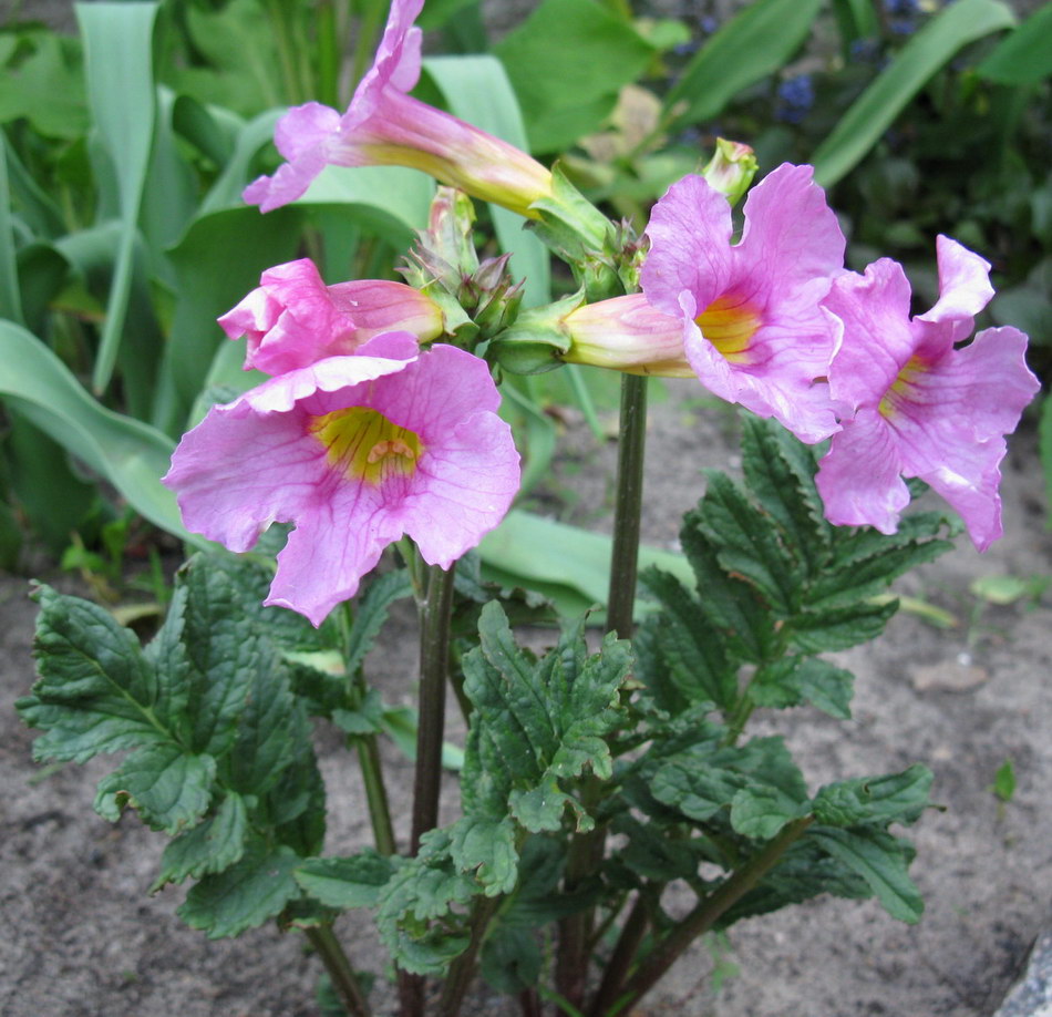 Image of Incarvillea delavayi specimen.