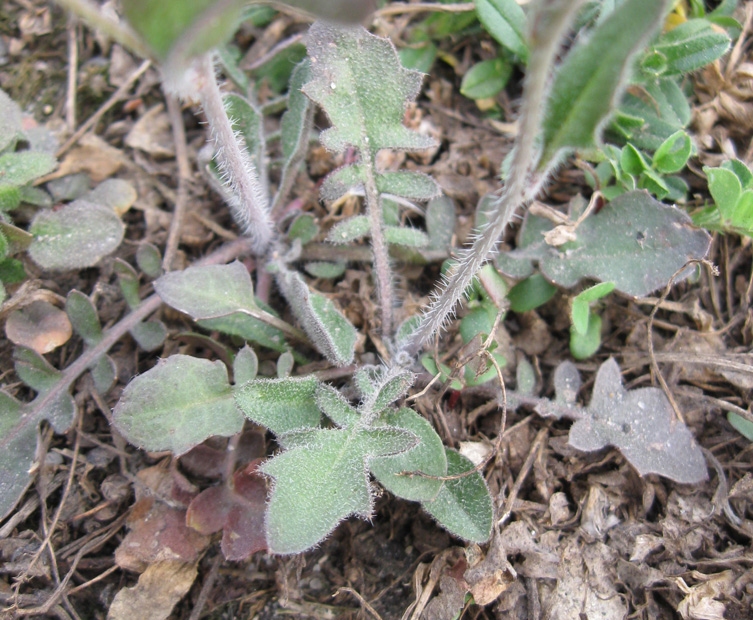 Image of Arabidopsis arenosa specimen.